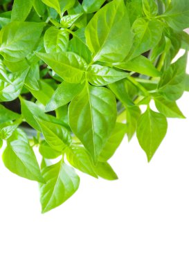 green plant, top view