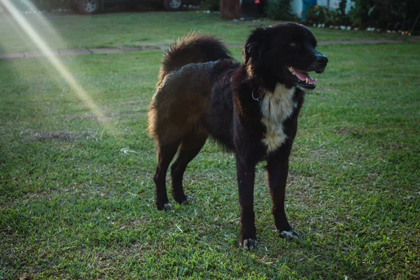 Czarny Pies Stojący Środku Zielonej Łąki — Zdjęcie stockowe