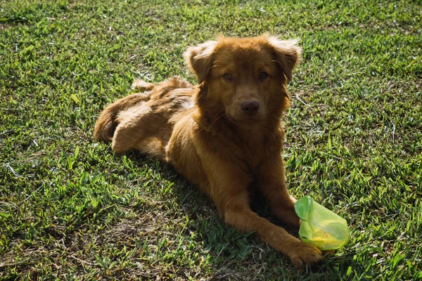 Pomarańczowy Pies Leżący Środku Zielonej Łąki — Zdjęcie stockowe
