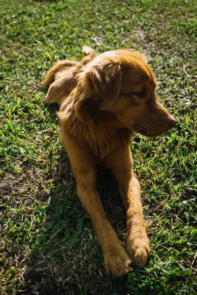 Pies Patrząc Bok Środku Zielonej Łąki — Zdjęcie stockowe