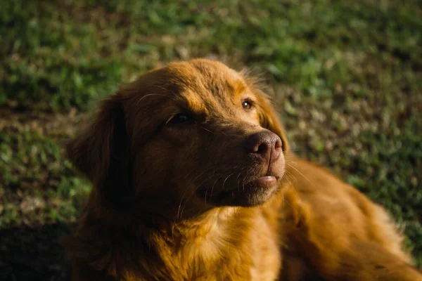 Cão Laranja Tomando Banho Sol Grama Verde — Fotografia de Stock