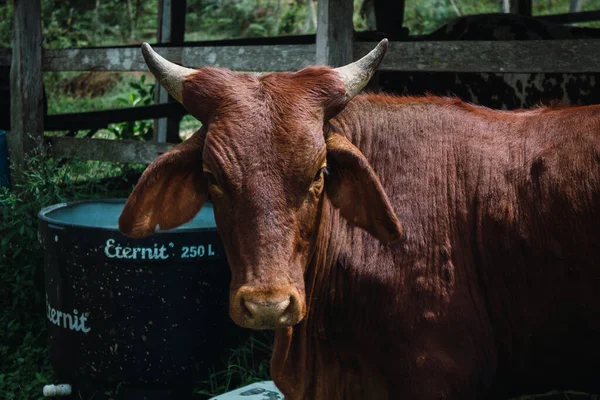 face of a bull with horns in a corral