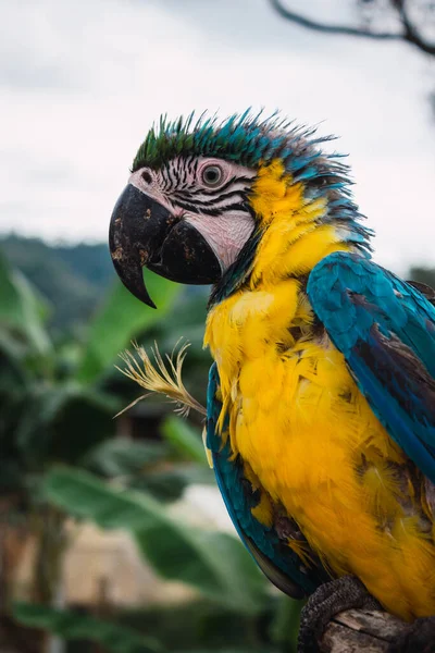 Барвистий Папуга Посеред Зеленого Лісу — стокове фото