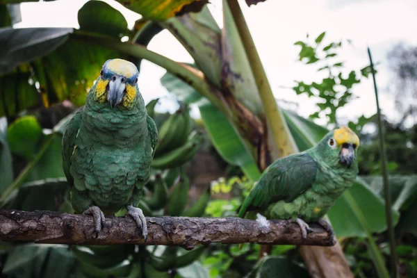 Papagaios Verdes Cima Uma Árvore Verde — Fotografia de Stock