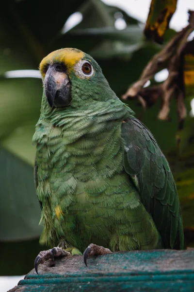 Green Parrot Top Branch — Stock Photo, Image