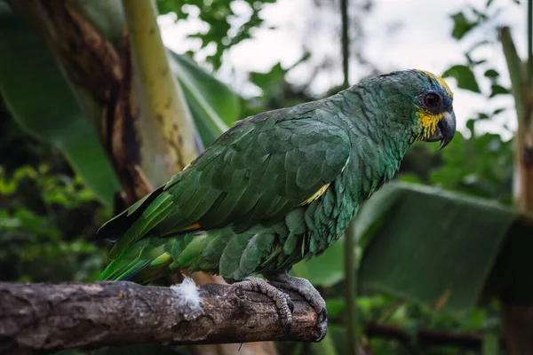 Papagaio Meio Uma Floresta Verde — Fotografia de Stock