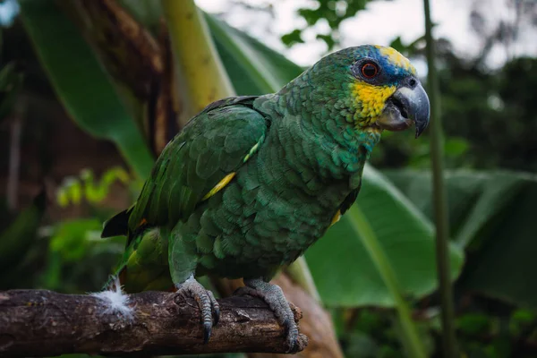 Зеленый Попугай Палочке — стоковое фото