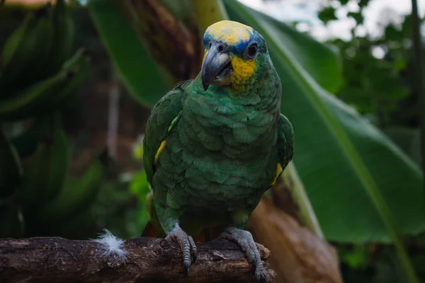 Papagayo Verde Sobre Tronco Naturaleza —  Fotos de Stock