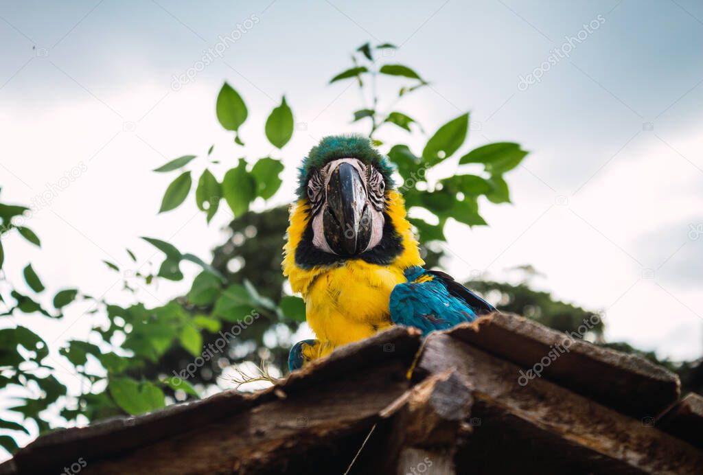Andean parrot of yellow colors