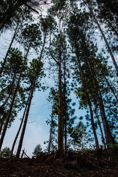 青い空をした背の高い木の森 — ストック写真