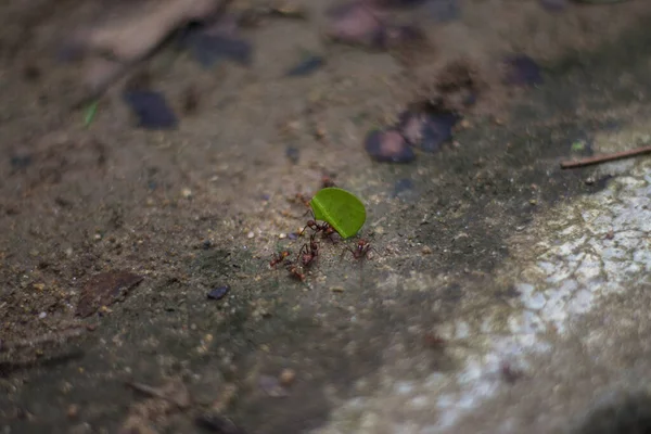 Red Ants Carrying Green Leaf Herd — Stock Photo, Image