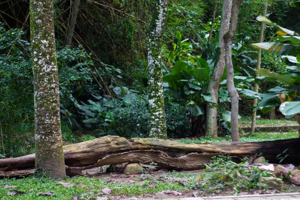 Árvore Dividida Meio Caída Meio Floresta — Fotografia de Stock