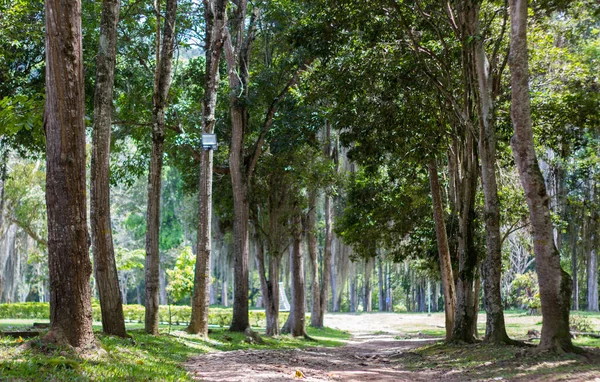 Floresta Com Muitas Árvores Longas Caminho — Fotografia de Stock