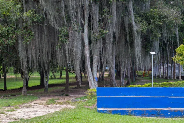 Floresta Com Árvores Lado Algumas Arquibancadas Azuis — Fotografia de Stock