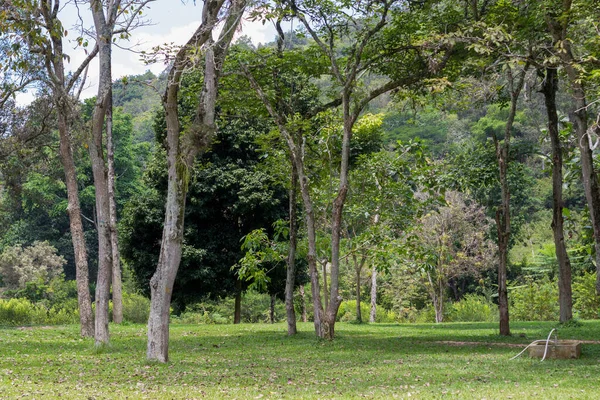 Floresta Escura Dia Verão Com Grama Verde — Fotografia de Stock