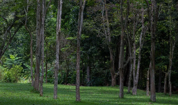 Floresta Encantada Pouco Escuro Com Árvores Grandes — Fotografia de Stock