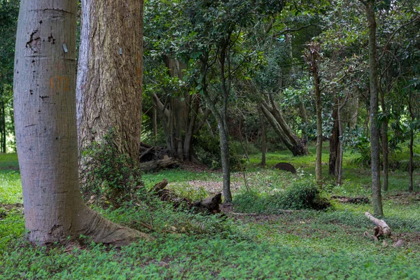 Floresta Escura Com Grandes Árvores Marrons — Fotografia de Stock