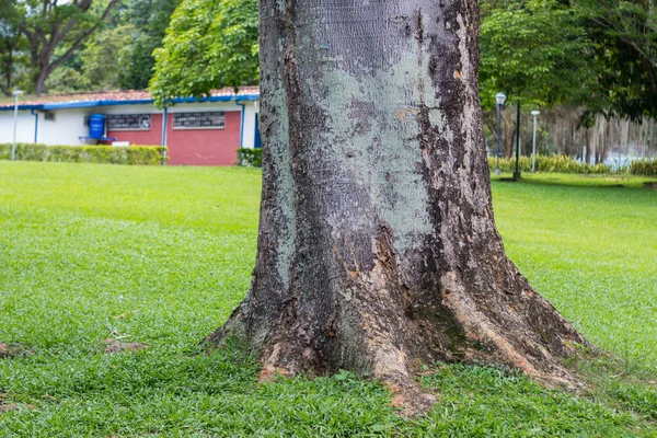 Árvore Grossa Com Raízes Solo Verde — Fotografia de Stock