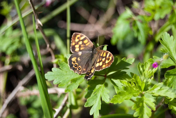 Pararge Aegeria mariposa de madera moteada sobre hojas — Foto de Stock