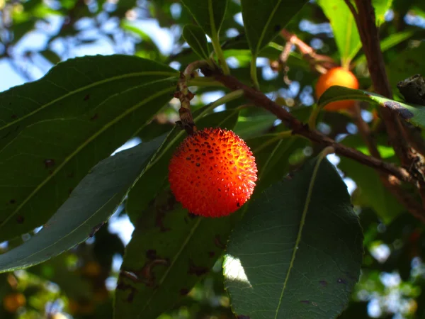 Les fruits mûrs stramberie — Photo