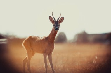 Vahşi hayatta güzel bir geyik. Avlanmaya başlamadan önce