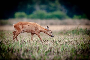 Vahşi hayatta güzel bir geyik. Avlanmaya başlamadan önce