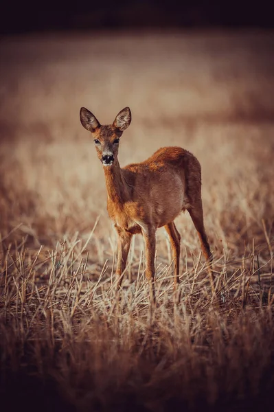 Schöne Rehe Freier Wildbahn Bevor Die Jagd Begann — Stockfoto