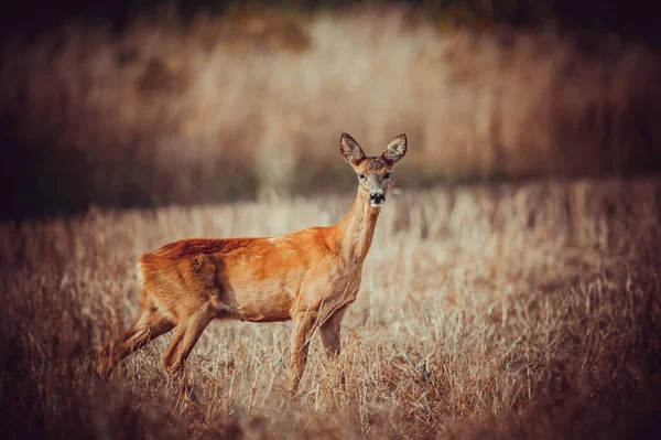 Bel Cervo Nella Vita Selvaggia Prima Dell Inizio Della Caccia — Foto Stock