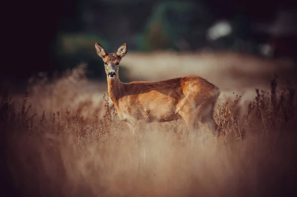 Schöne Rehe Freier Wildbahn Bevor Die Jagd Begann — Stockfoto