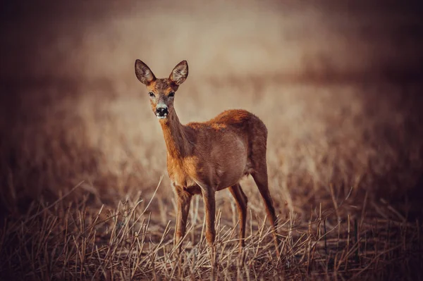 Schöne Rehe Freier Wildbahn Bevor Die Jagd Begann — Stockfoto