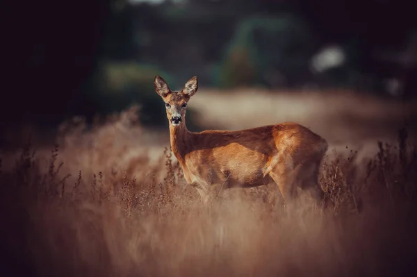 Nice Deer Wild Life Hunting Began — Stock Photo, Image