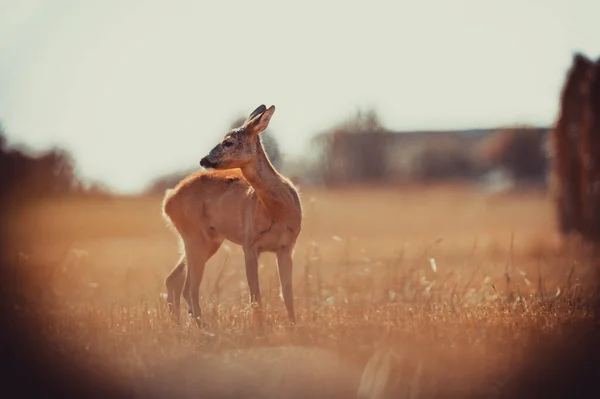 Schöne Rehe Freier Wildbahn Bevor Die Jagd Begann — Stockfoto