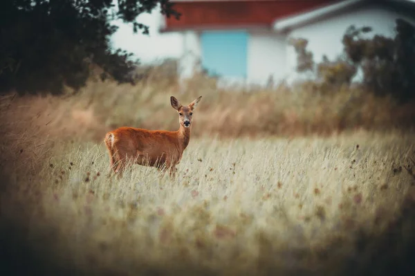 Schöne Rehe Freier Wildbahn Bevor Die Jagd Begann — Stockfoto