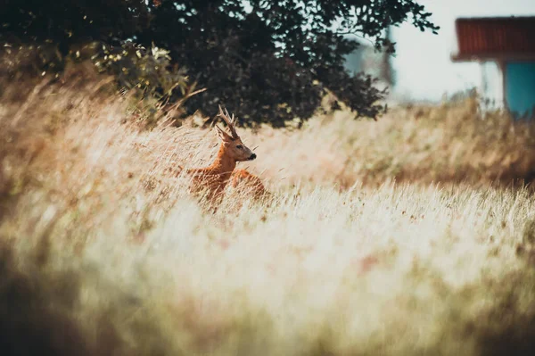 Schöne Rehe Freier Wildbahn Bevor Die Jagd Begann — Stockfoto