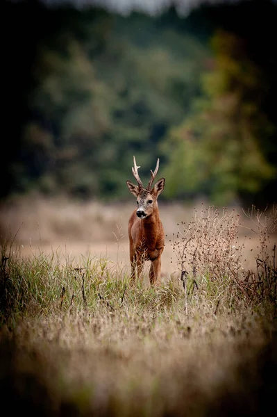 野生生命中漂亮的鹿群在狩猎开始之前 — 图库照片