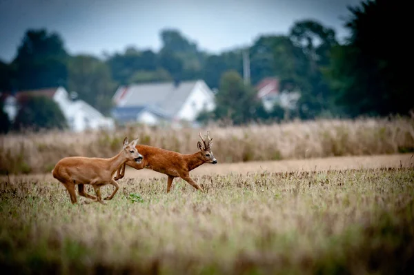 Nice deer in the wild life. before hunting began