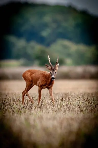 Nice deer in the wild life. before hunting began
