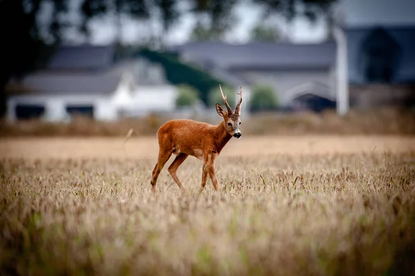 Schöne Rehe Freier Wildbahn Bevor Die Jagd Begann — Stockfoto