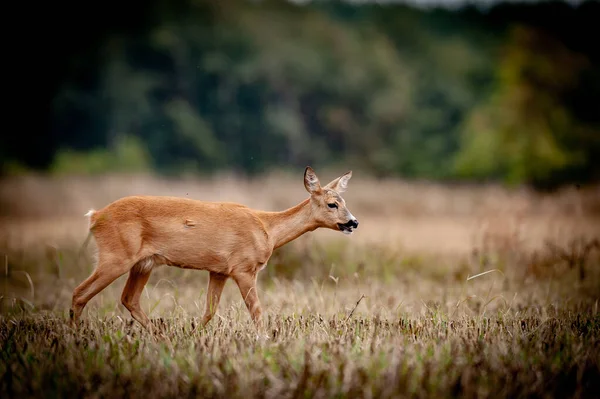 Bel Cervo Nella Vita Selvaggia Prima Dell Inizio Della Caccia — Foto Stock