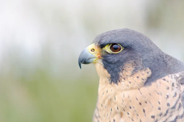 獲物の鳥 — ストック写真