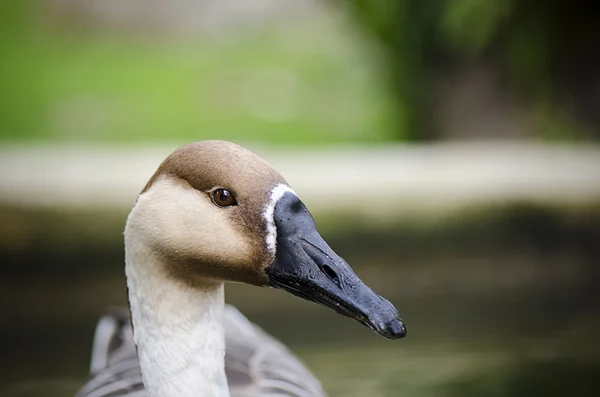 Goose — Stock Photo, Image