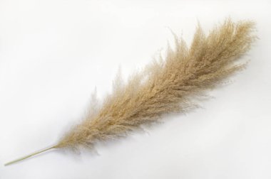 Pampas grass on white background clipart