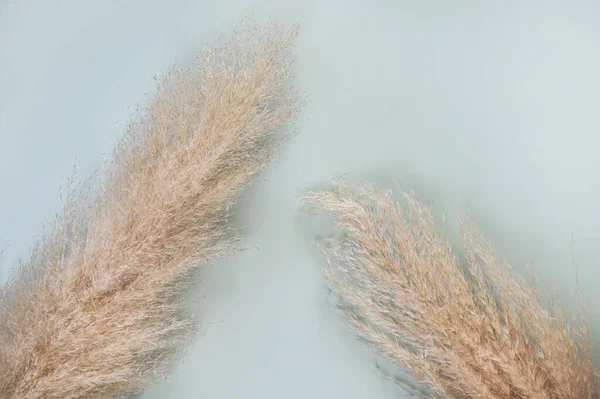 Pampas grass on pastel background — Stock Photo, Image