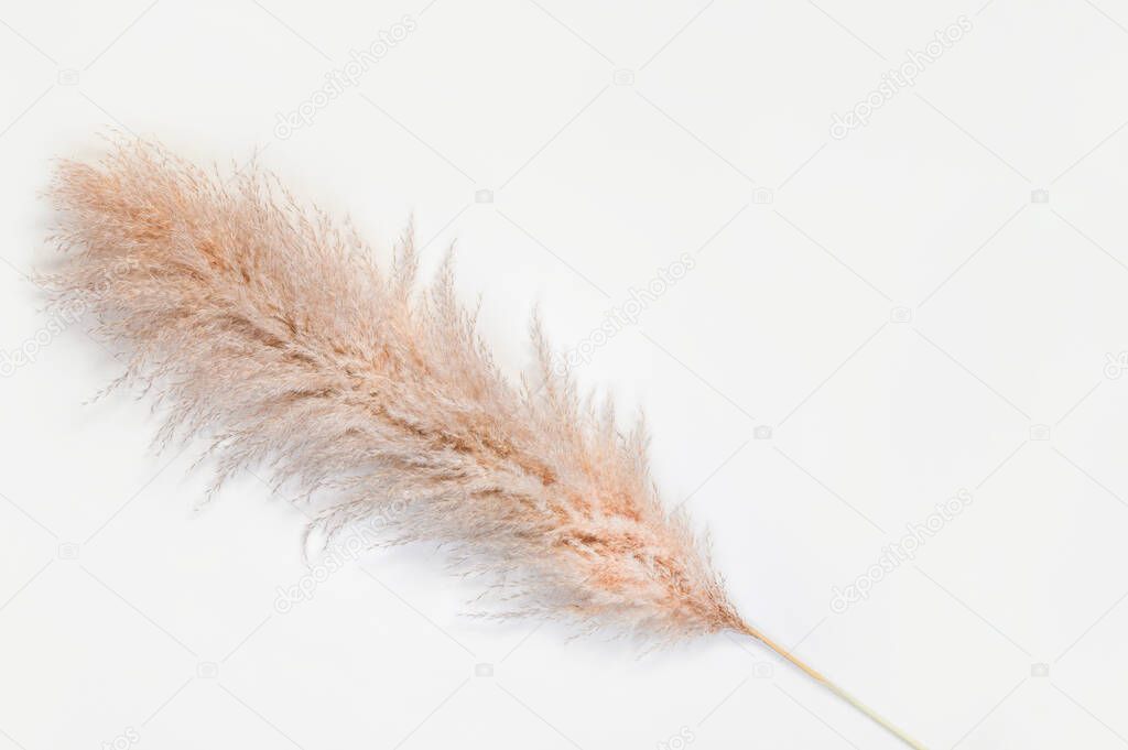 Pampas grass on white background