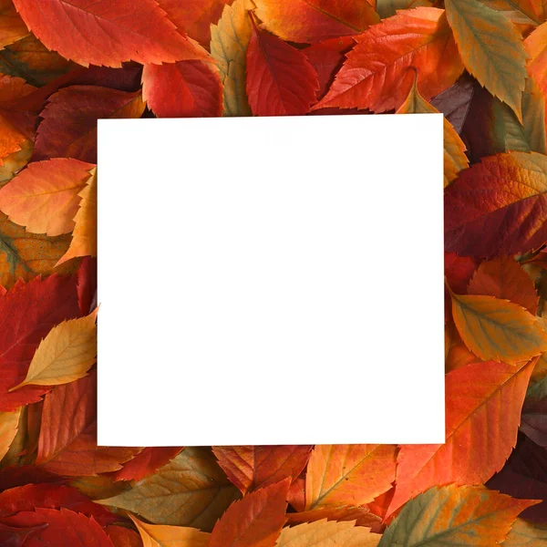 Fondo de hojas con forma de papel en el centro —  Fotos de Stock