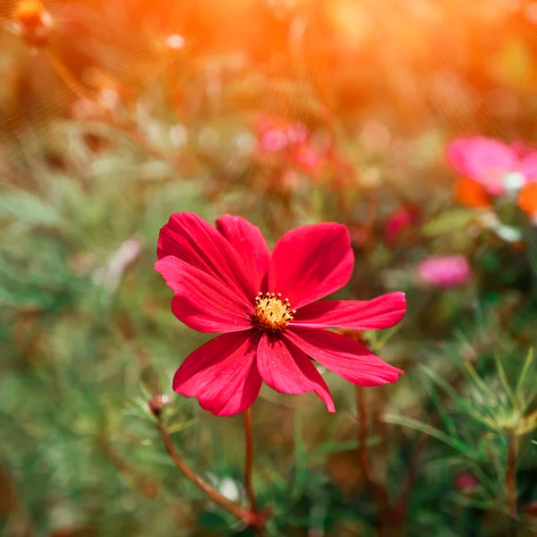 Cosmea blomma i sommarträdgården. — Stockfoto