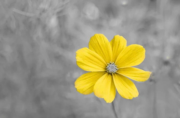 Žlutý Květ Zahradě Šedým Pozadím Módní Barvy Roku2021 Kopírovat Prostor — Stock fotografie