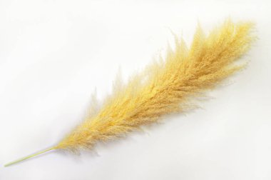 Pampas otları beyaz arka planda moda sarı renkli.