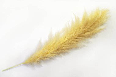Pampas grass in trendy yellow color on white background. clipart