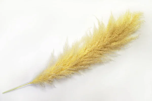 Pampas erba in colore giallo alla moda su sfondo bianco. — Foto Stock